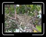 Tortola 148 * Birds nest in a mangrove * 2592 x 1944 * (2.64MB)